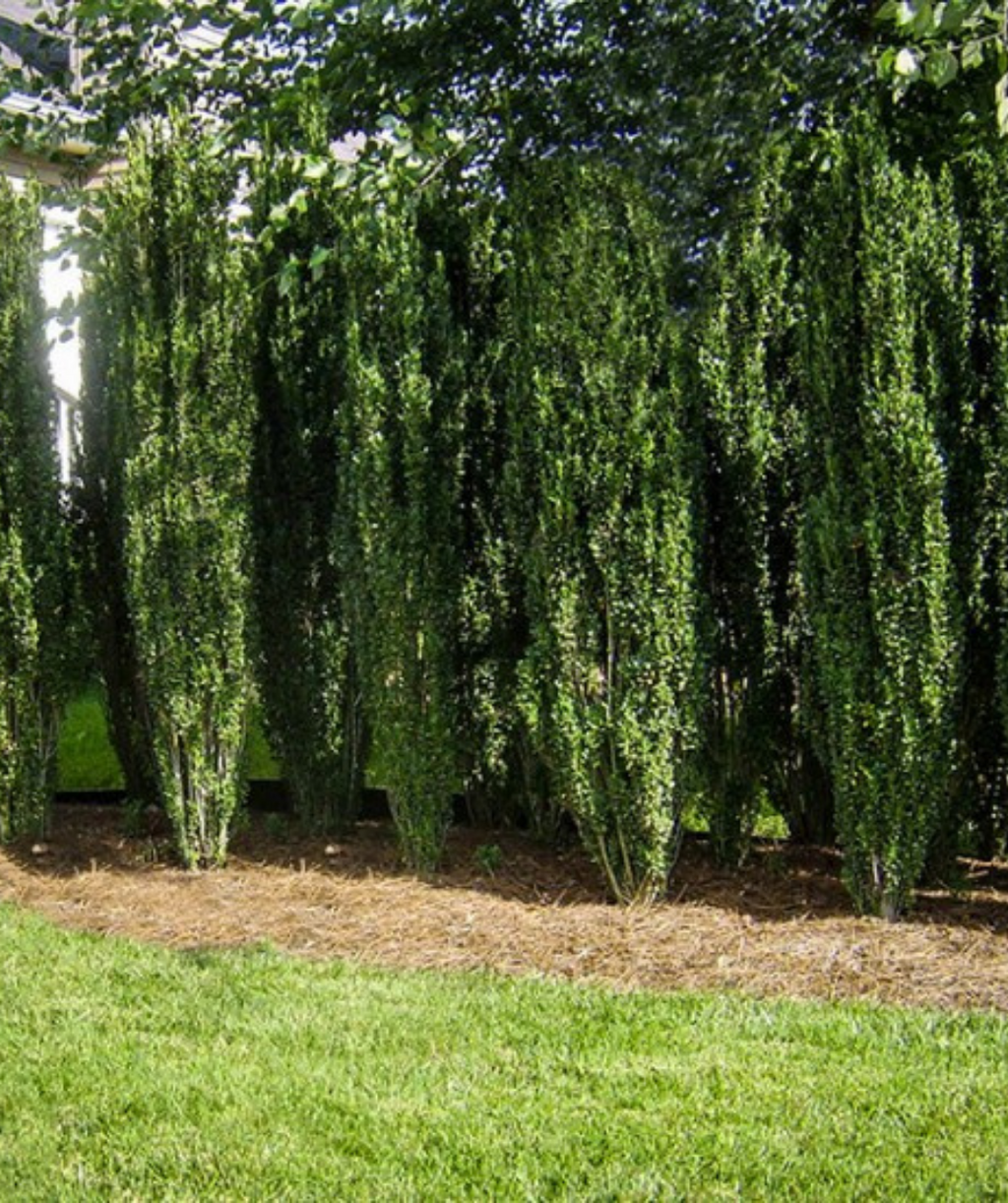 Sky Pencil Hollies planted along a landscape border to make a unique hedge