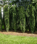 Sky Pencil Hollies planted along a landscape border to make a unique hedge
