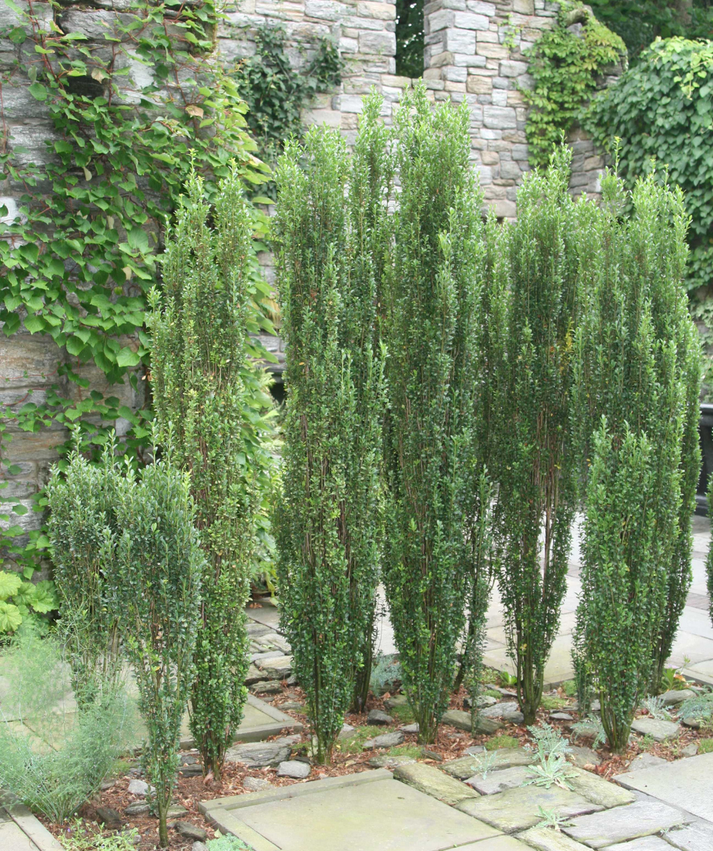 Sky Pencil Hollies planted as a small hedge in a formal landscape