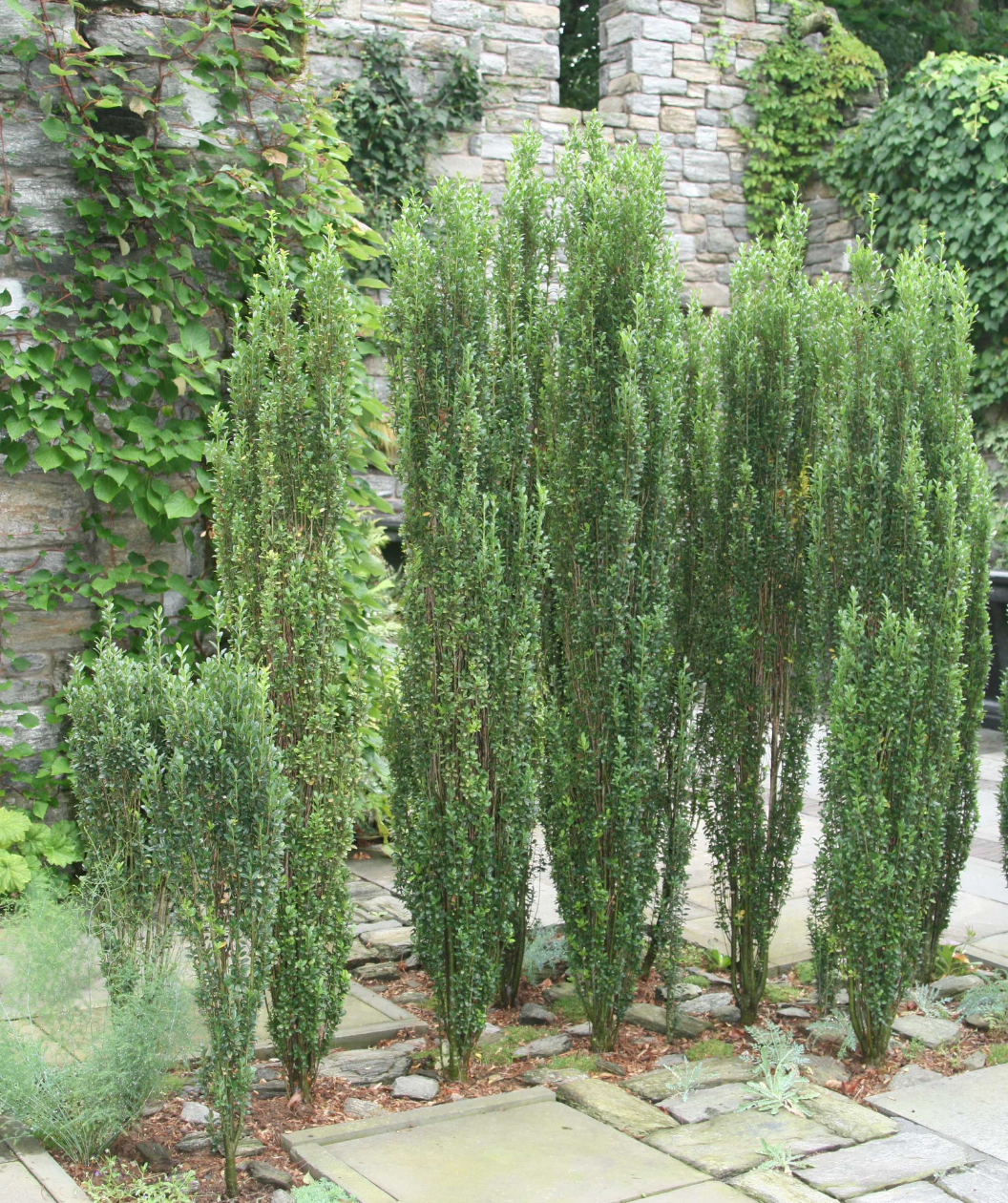 Sky Pencil Hollies planted as a small hedge in a formal landscape