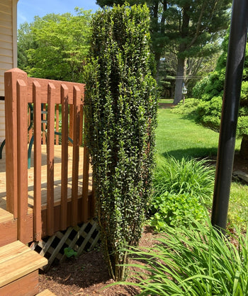 Planted Sky Pencil plant in the landscape against a deck, framing the stairs.
