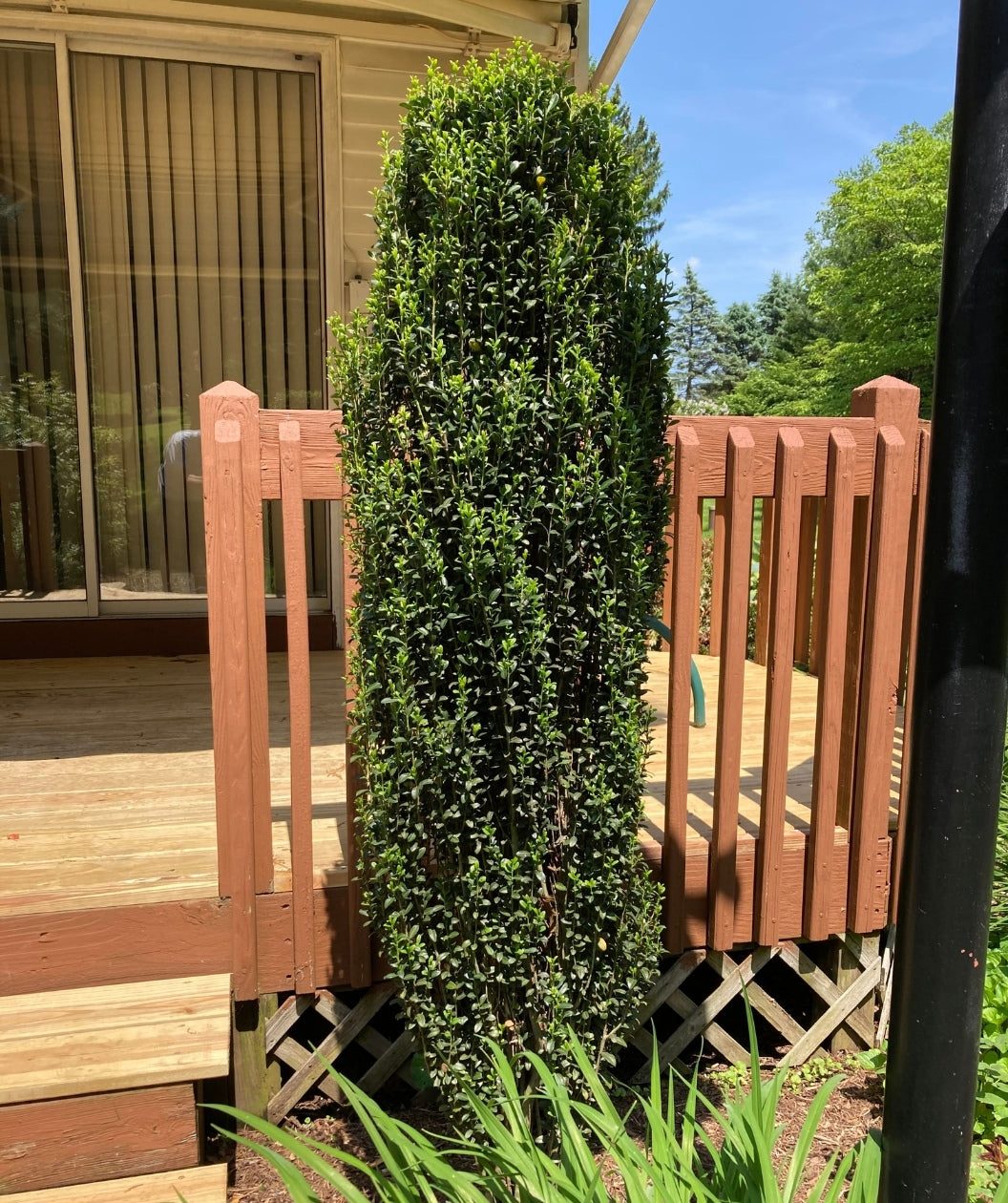 Planted Sky Pencil plant in the landscape against a deck, framing the stairs.