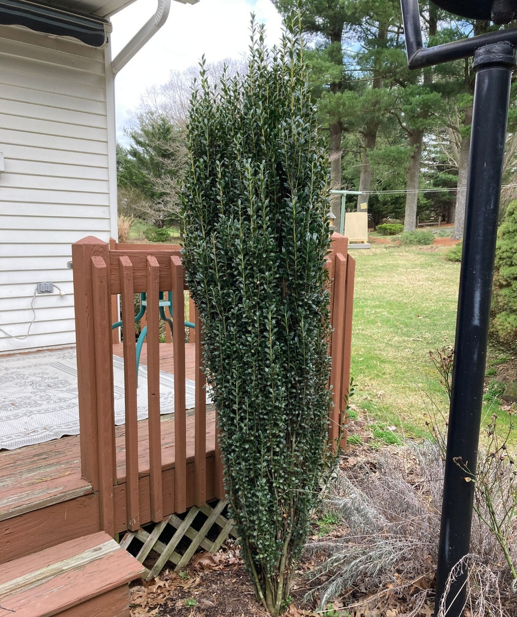 Planted Sky Pencil plant in the landscape against a deck, framing the stairs.