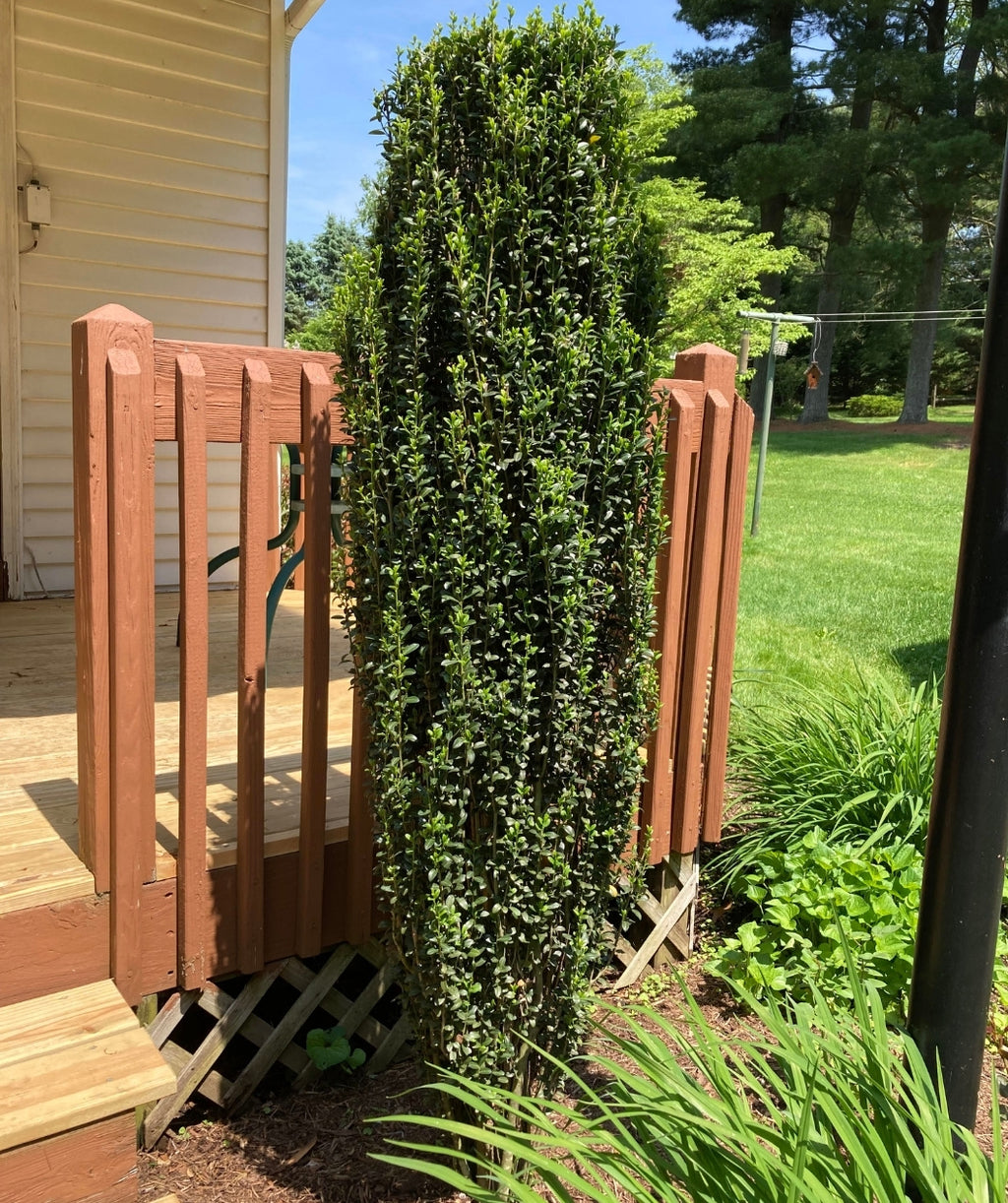 Planted Sky Pencil plant in the landscape against a deck, framing the stairs.