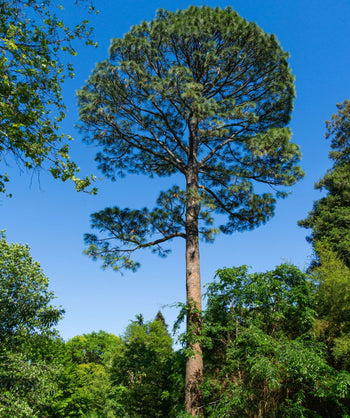 Slash Pine growing in a landscape, tall evergreen with long soft green needles