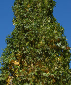 Close up of Slender Silhouette Sweetgum foliage in early fall, mostly green star shaped leaves with some beginning to turn yellow with fall color