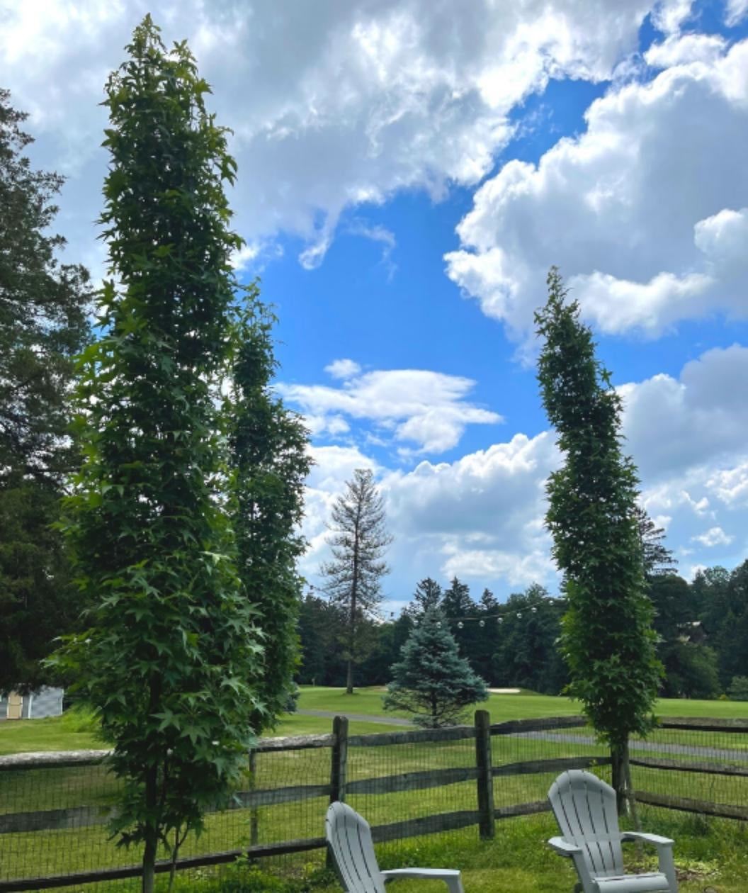 3 Slender Silhouette Sweetgum planted in a landscape, upright growing with dark green star shaped leaves