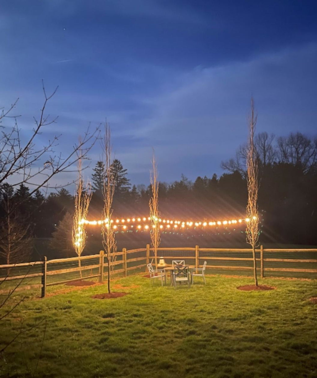 4 Slender Silhouette Sweetgum planted in a landscape, upright branching with lights hung around the 4 trees to make a nice little gathering area