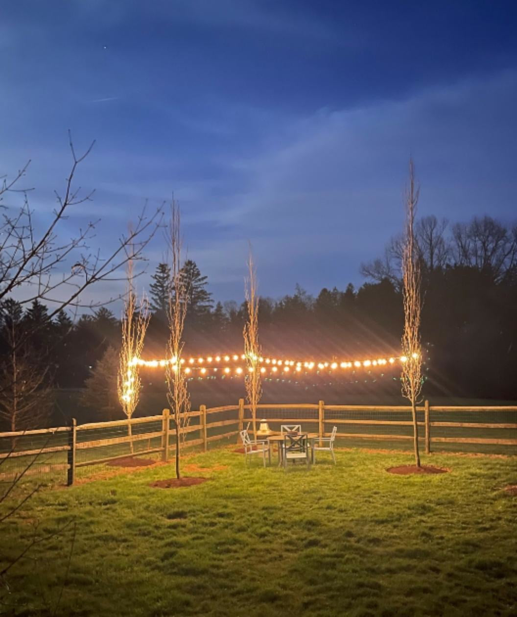 4 Slender Silhouette Sweetgum planted in a landscape, upright branching with lights hung around the 4 trees to make a nice little gathering area