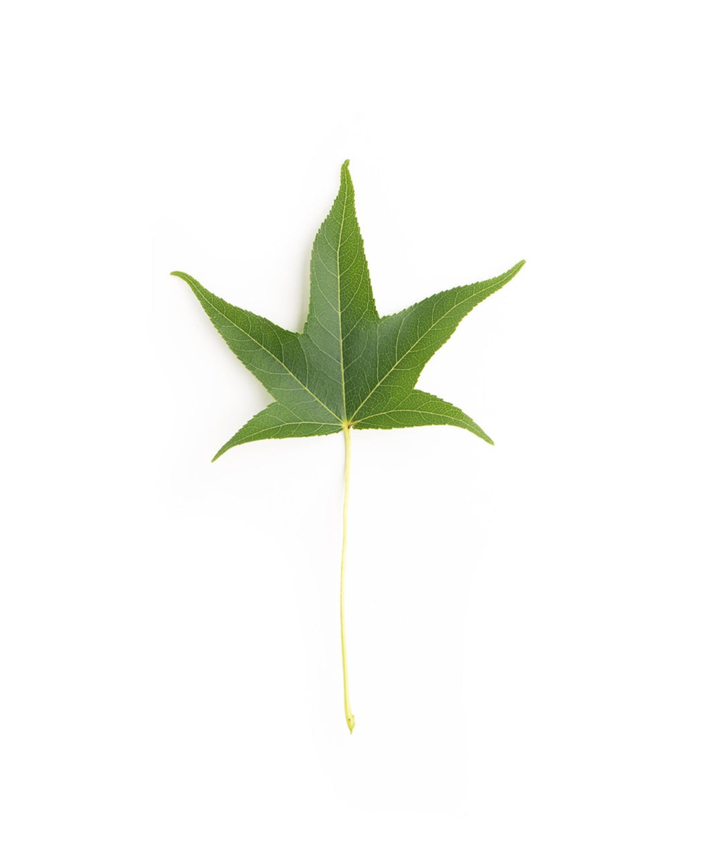 The star-shaped dark green leaves of the Slender Silhouette Sweetgum on a white background