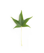 The star-shaped dark green leaves of the Slender Silhouette Sweetgum on a white background