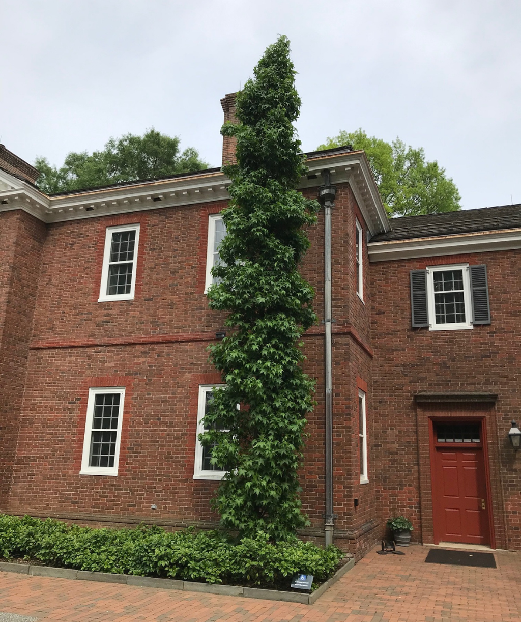 A large Slender Silhouette Sweetgum planted in landscape against a two story red brick home