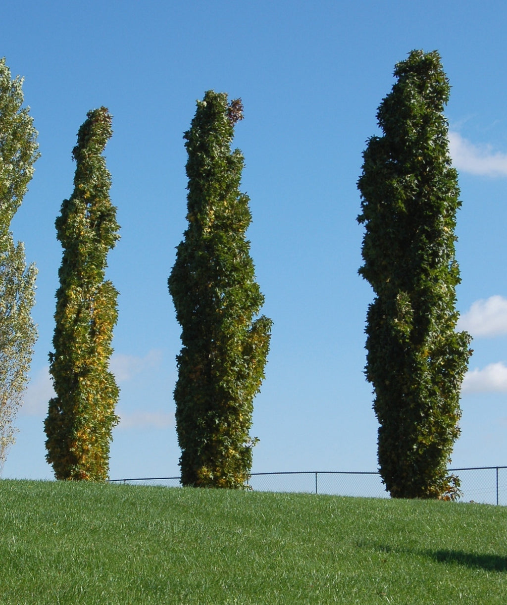 Slender Silhouette Sweetgum planted in a landscape, 3 upright growing trees with dark green star shaped leaves