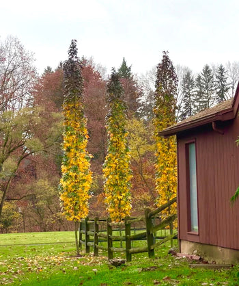 Slender Silhouette Sweetgum trees in the fall