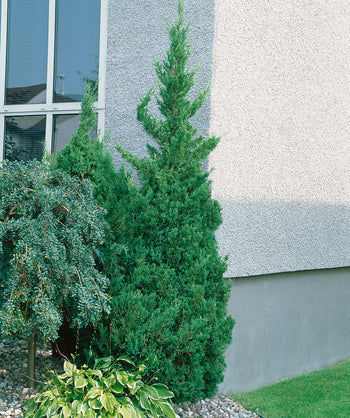A Slender Visions Juniper planted at the corner of a house in the landscape with the deep green evergreen foliage popping against the cream colored house