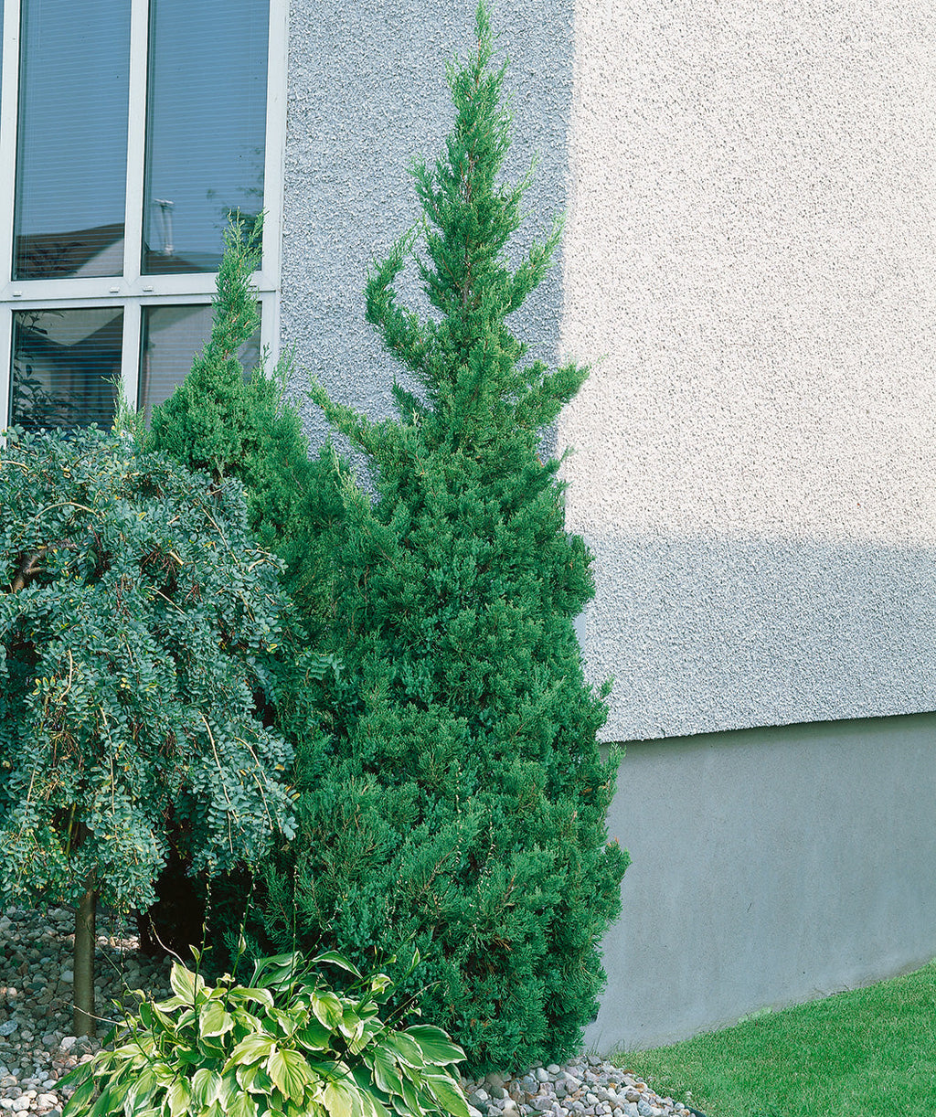 Slender Visions Juniper Accent