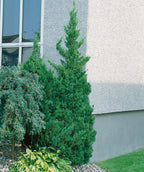 Slender Visions Juniper Accent