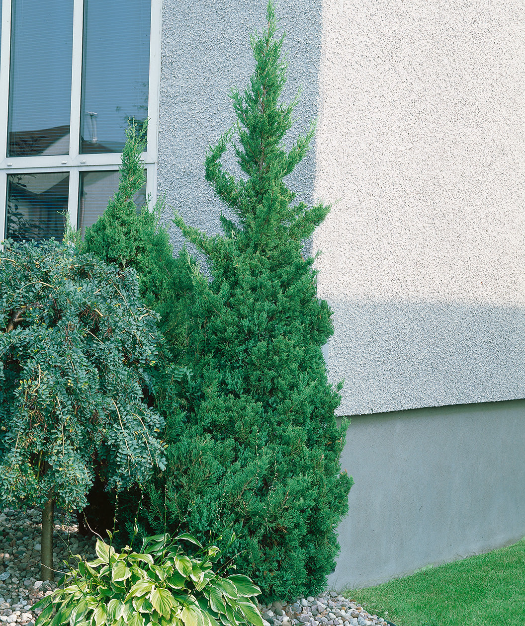 Slender Visions Juniper Accent