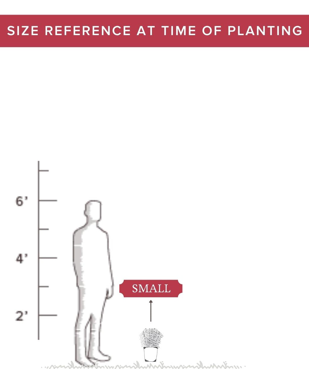 Size of small perennial at time of planting