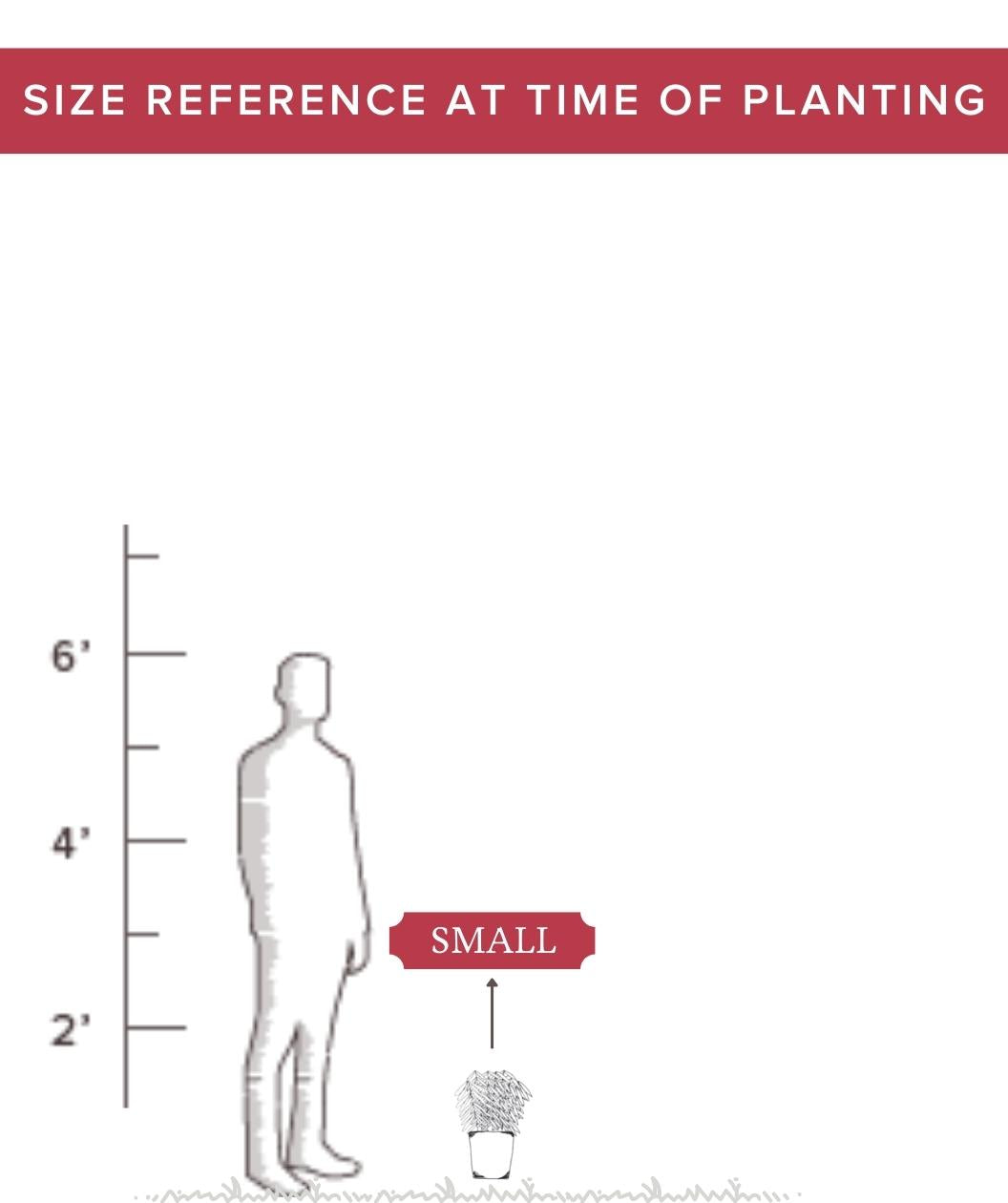 Size of Bower & Branch small perennial at time of shipping