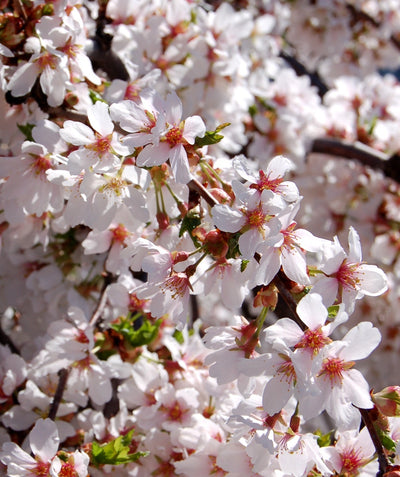 A closeup of the five petaled, white flowers of the Snow Fountains Weeping Cherry
