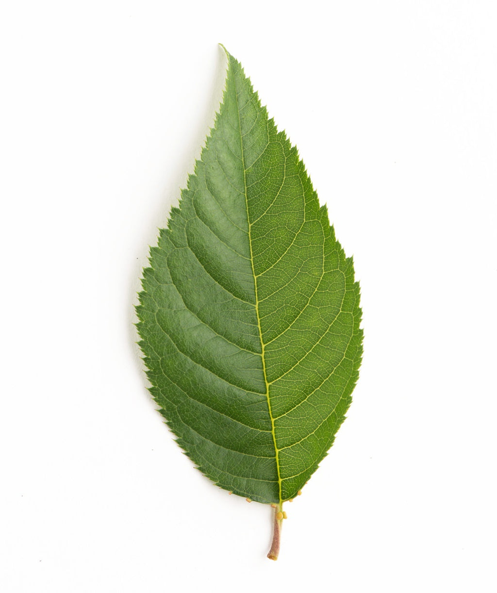 A single green, oval shaped leaf of the Snow Fountain Weeping Cherry on a white background