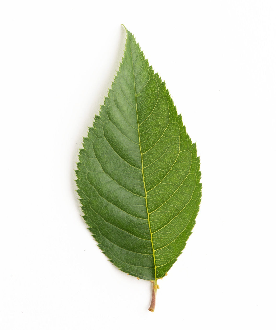 A single green, oval shaped leaf of the Snow Fountain Weeping Cherry on a white background