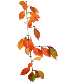 A branch of the Snow Fountains Weeping Cherry, showing off the fall color transition from green to orange to red on a white background