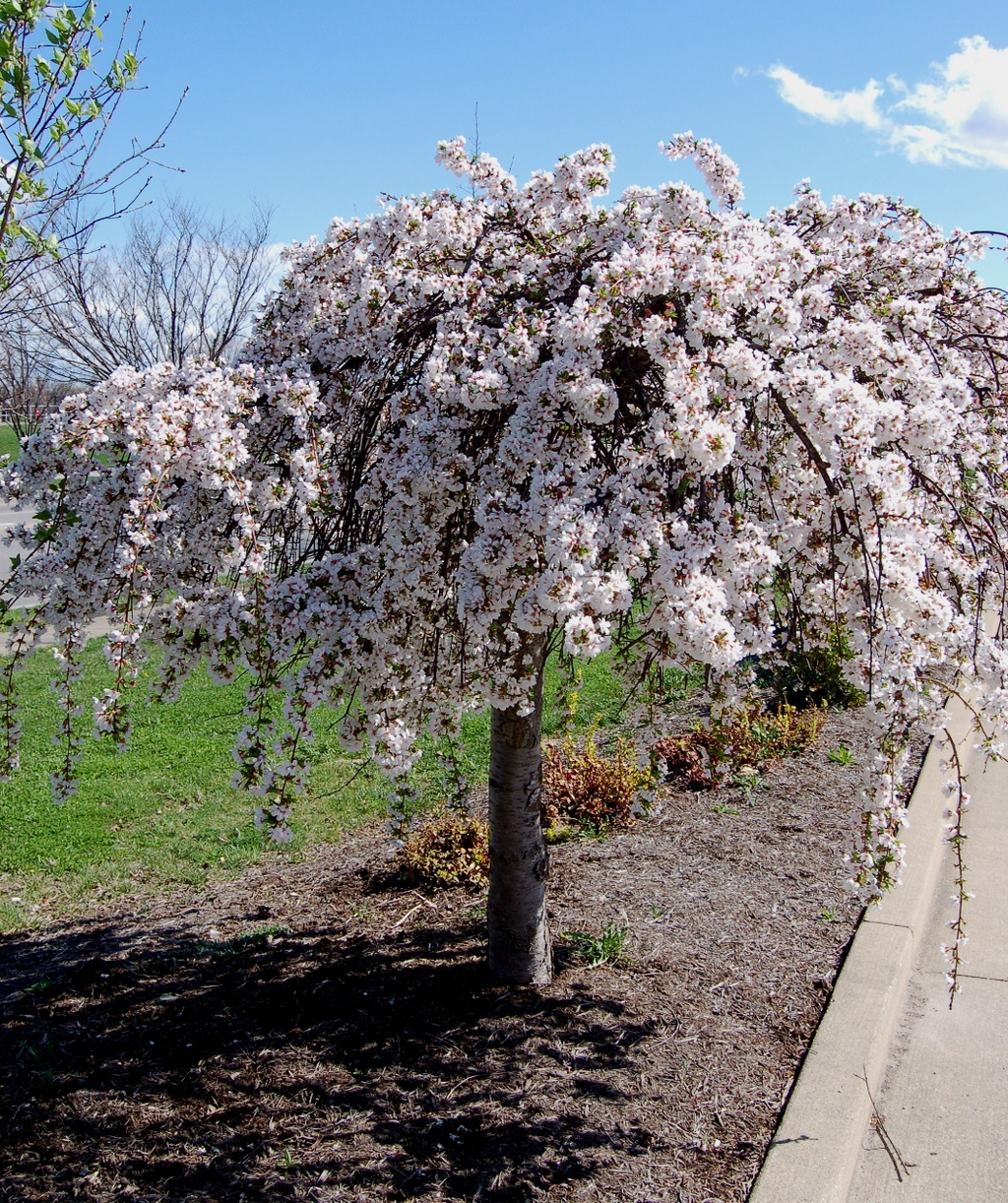 A large Snow Fountain Weeping Cherry planting in a landscape, covered in the profuse white flowers