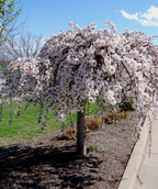 A large Snow Fountain Weeping Cherry planting in a landscape, covered in the profuse white flowers