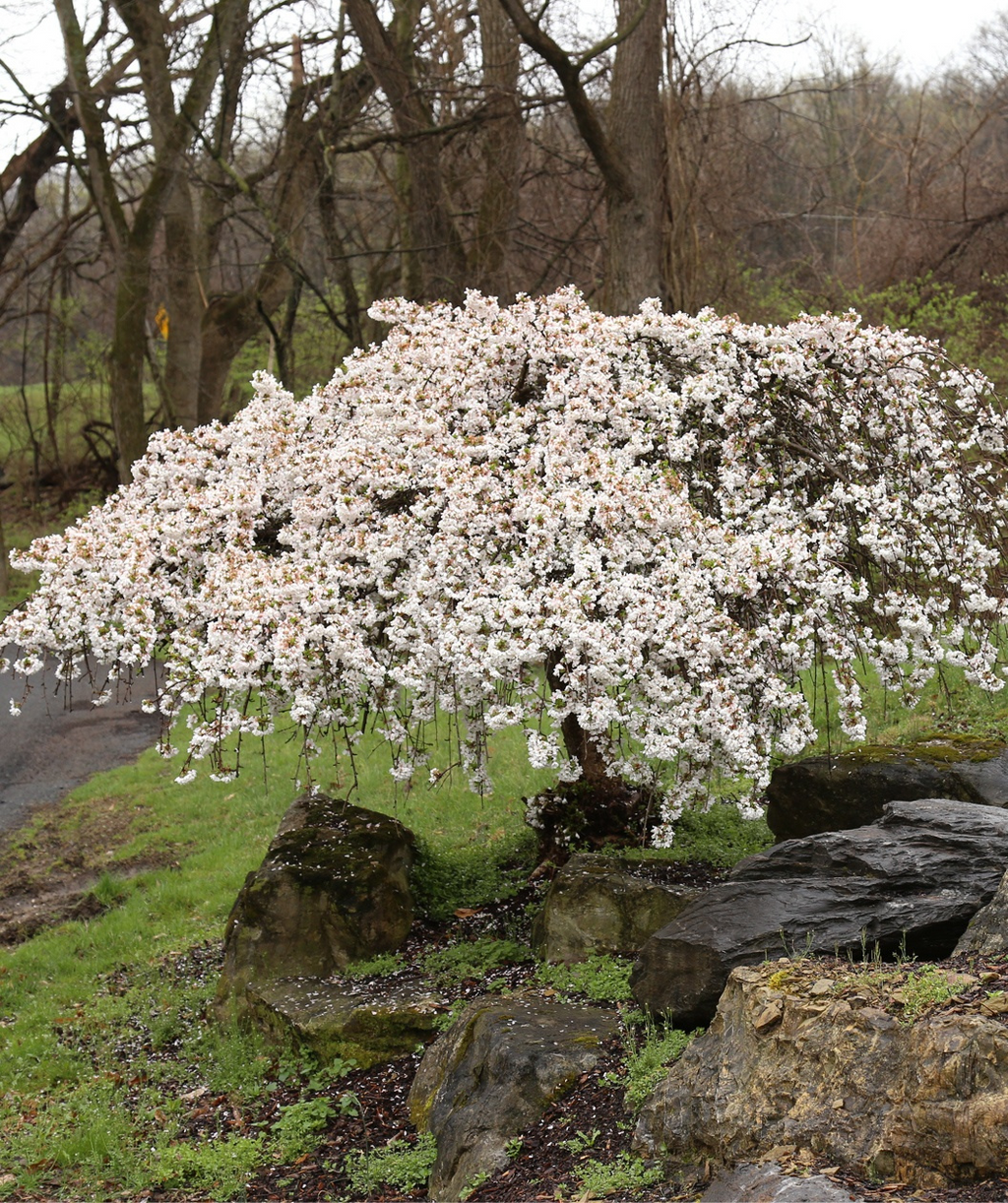 A large Snow Fountain Weeping Cherry planting in a landscape, covered in the profuse white flowers