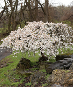 A large Snow Fountain Weeping Cherry planting in a landscape, covered in the profuse white flowers