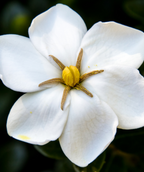 Snow Girl Gardenia closeup of flower