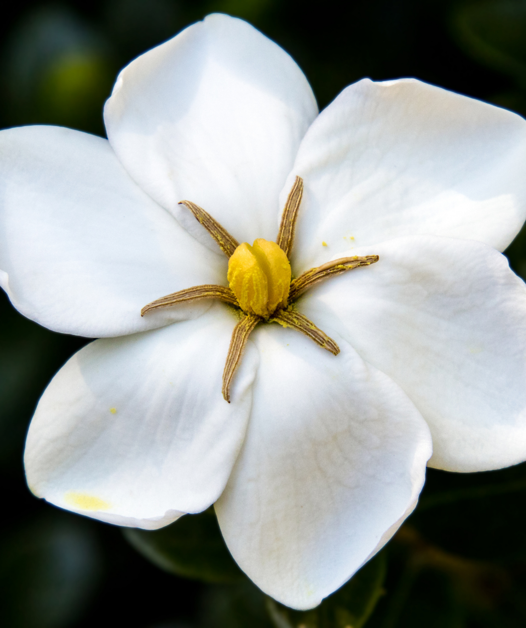 Snow Girl Gardenia closeup of flower