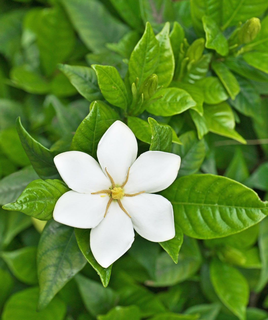 Close up of Snow Girl Gardenia flower, small white fragrant flower with a yellow center emerging from glossy green conical shaped leaves