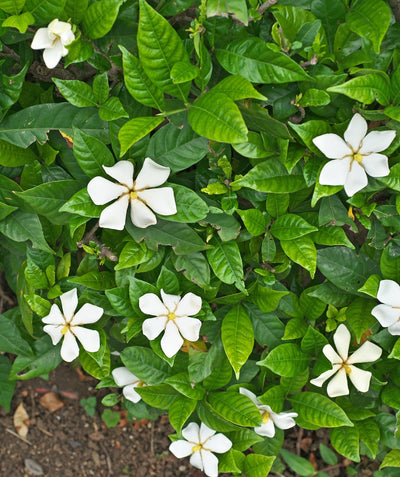 Close up of Snow Girl Gardenia planted in a landscape, small white fragrant flowers with yellow centers emerging from glossy green conical shaped leaves
