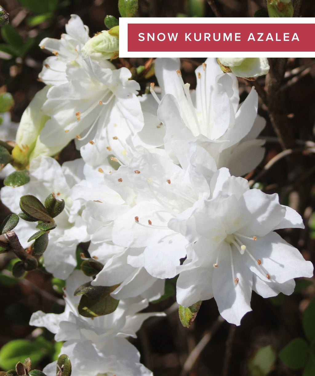 Evergreen Azaleas