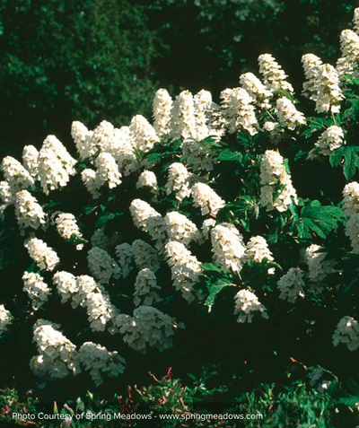 The Snow Queen Oakleaf Hydrangea covered in the large, pyramidal white flower panicles in the landscape sitting atop the dark green foliage