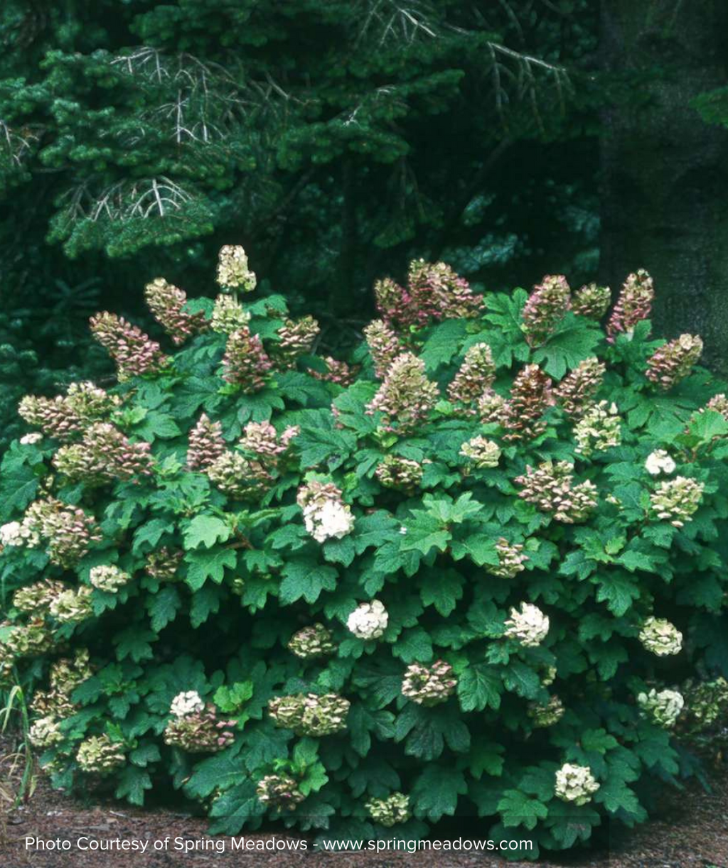 A large Snow Queen Hydrangea planted in a landscape, covered in the dark green foliage and white flowers that are beginning to turn dusty pink in fall