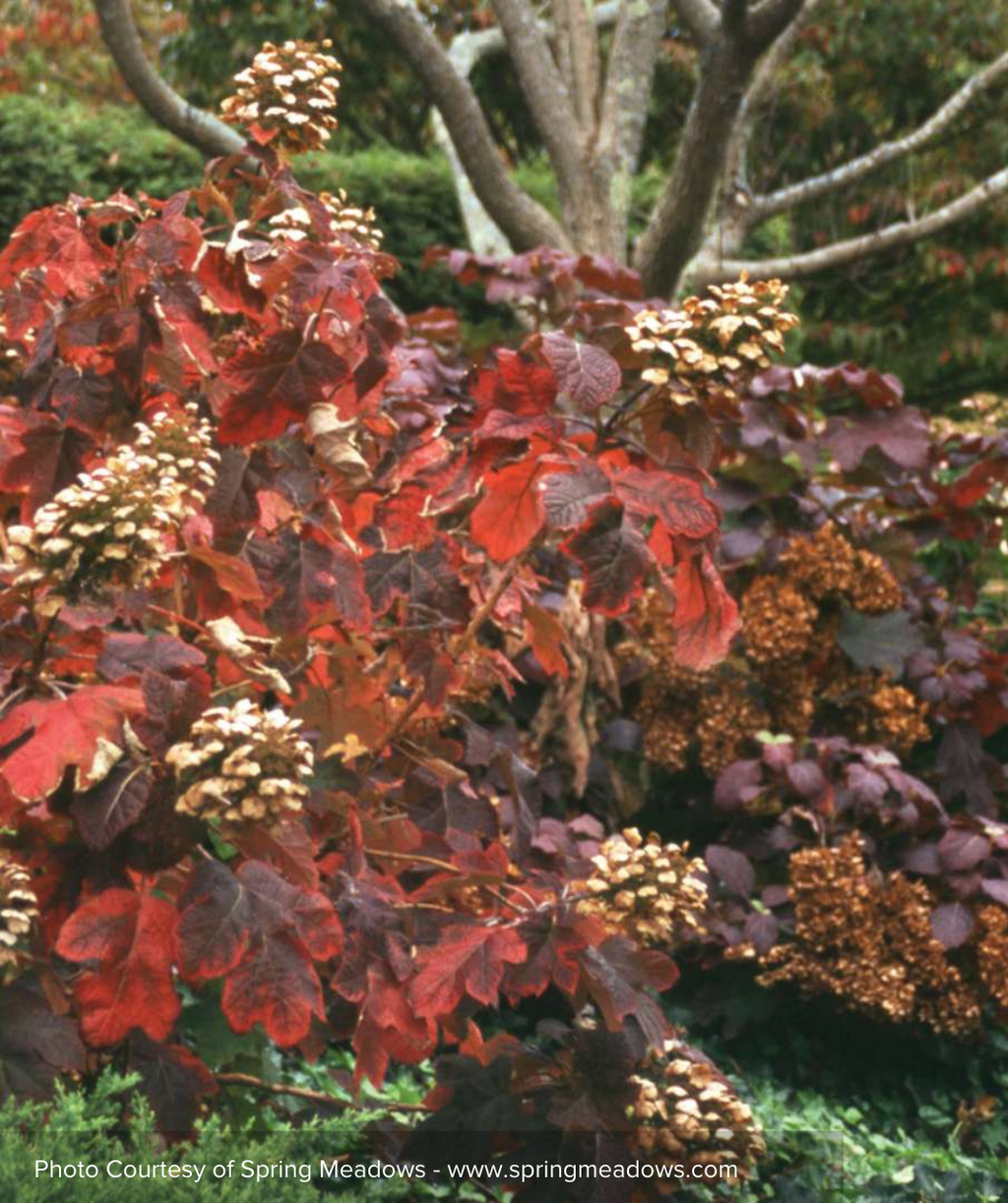 The Snow Queen Hydrangea planted in a landscape, showing off the red to purple showy fall color