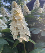 Close up of Snow Queen Oak Leaf Hydrangea flowers, cluster of small white flowers emerging from dark green foliage