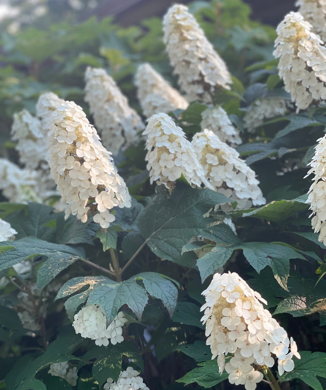 Close up of Snow Queen Oak Leaf Hydrangea flowers, several clusters of small white flowers emerging from dark green foliage that resemble leaves of an oak tree