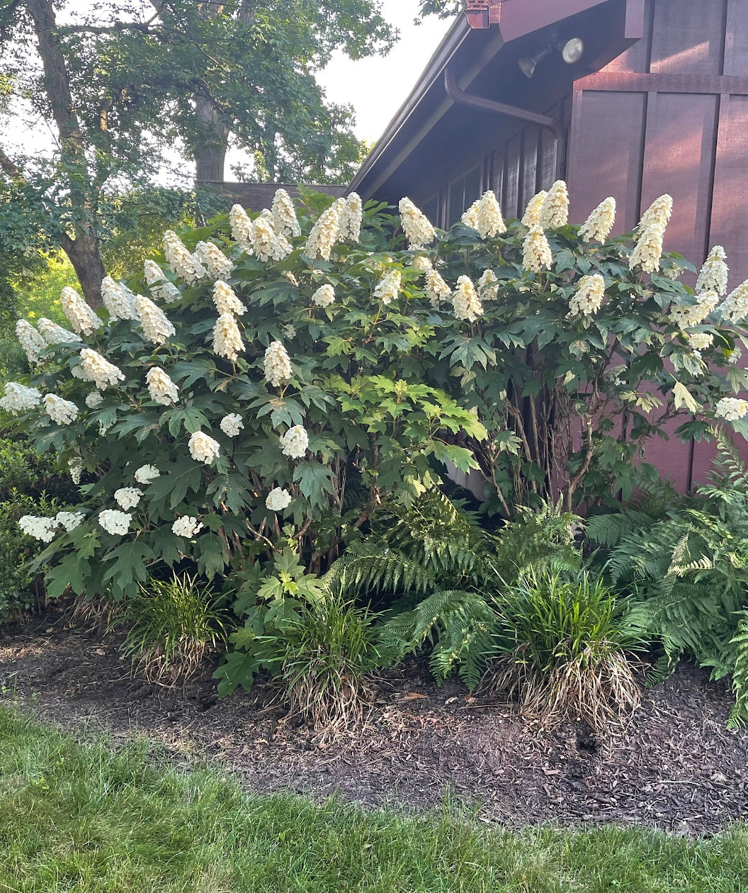 Landscaping With Oakleaf Hydrangea SHRUB Hydrangea Quercifolia landscaping-with-oakleaf-hydrangea-shrub-hydrangea-quercifolia