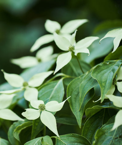 Close up of Snow Tower Japanese Dogwood flowers and foliage, creamy white colored narrow pointed flowers resembling a plus sign emerging from dark green conical shaped foliage
