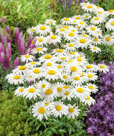 Snowcap Shasta Daisy planted in landscape, covered in the cheerful white blooms with yellow centers
