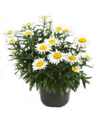 Snowcap Shasta Daisy potted plant on white