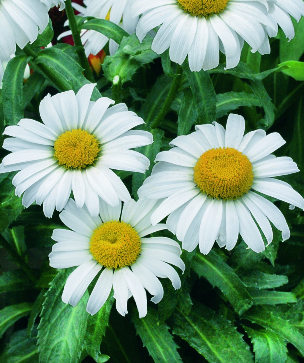 Snowcap Shasta Daisy closeup of white flowers, highlighting the pure white blooms and the yellow centers