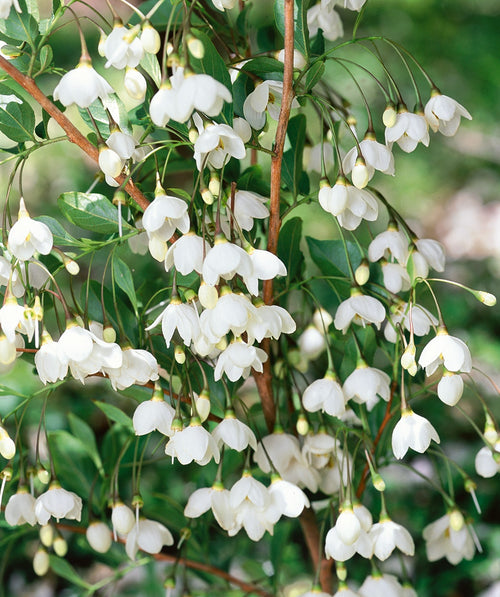 Snowcone Japanese Snowbell closeup of white flowers