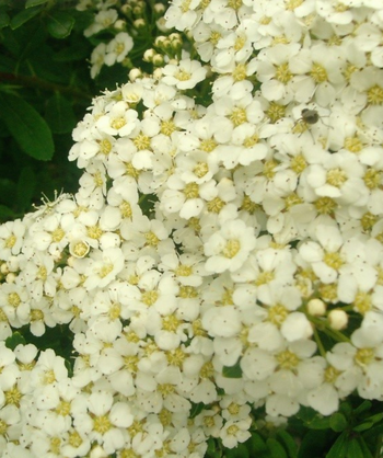 A closeup of the Snowmound Spirea's cream colored small flowers with yellow centers
