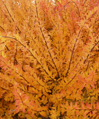 Snowmound Spirea's red-orange fall foliage 